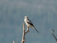 Lanius borealis