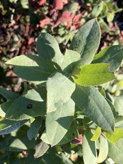 Arctostaphylos andersonii