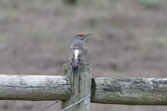 Colaptes auratus cafer