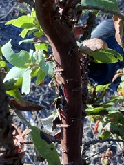 Arctostaphylos andersonii