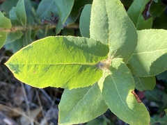 Arctostaphylos andersonii