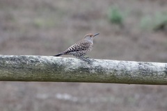 Colaptes auratus cafer