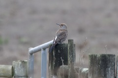 Colaptes auratus cafer