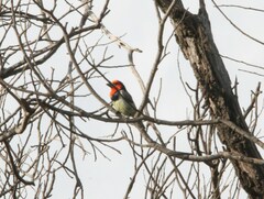 Lybius torquatus torquatus