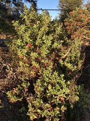 Arctostaphylos andersonii