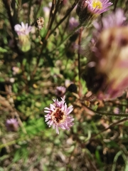 Erigeron acris