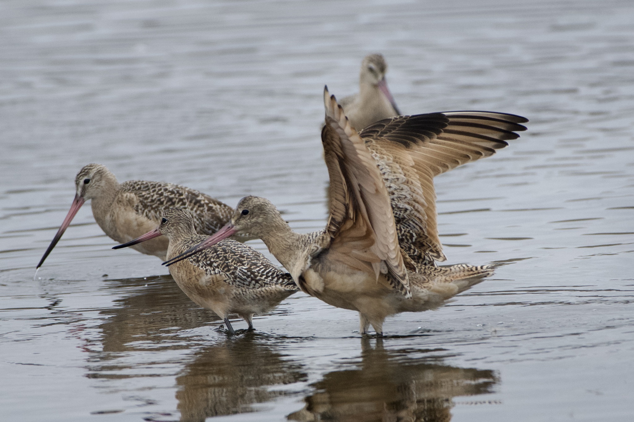 Marbled Godwit