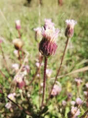 Erigeron acris
