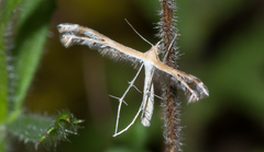 Oxyptilini