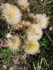 Erigeron acris