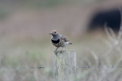 Colaptes auratus cafer