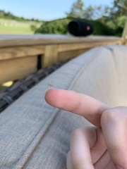 Campyloneura virgula