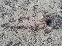 Pogonomyrmex barbatus