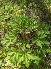 Trachymene composita