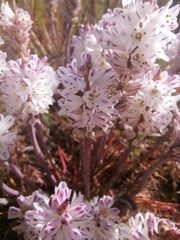 Lachenalia contaminata