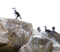 Phalacrocorax fuscescens