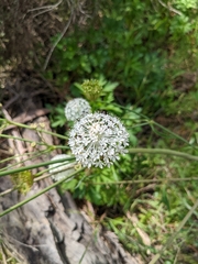 Trachymene composita