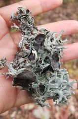 Hypogymnia imshaugii