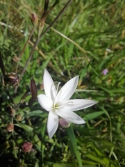 Hesperantha falcata