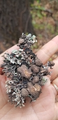 Hypogymnia imshaugii