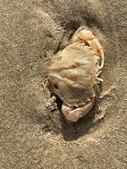 Ovalipes australiensis