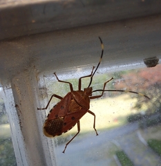 Urochela quadrinotata