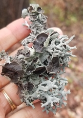 Hypogymnia imshaugii