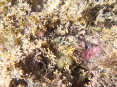 Anthopleura rosea