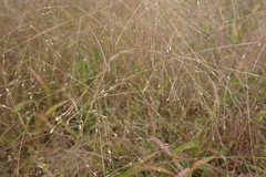 Panicum