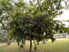 Saraca indica