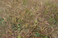 Panicum