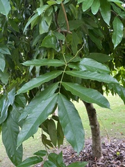 Saraca indica