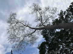 Albizia chinensis