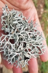 Hypogymnia imshaugii