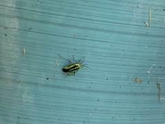 Poecilocapsus lineatus