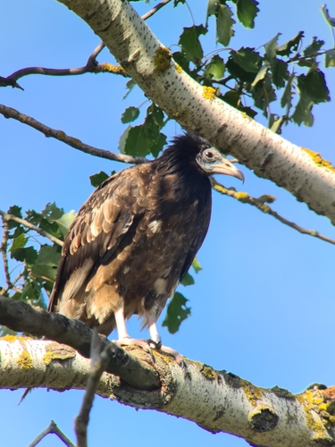 Egyptian Vulture