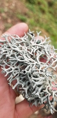 Hypogymnia imshaugii