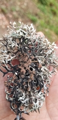 Hypogymnia imshaugii