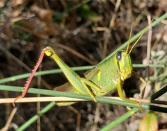 Schistocerca shoshone