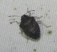 Mormidea cubrosa