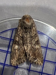 Mniotype occidentalis