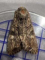 Mniotype occidentalis