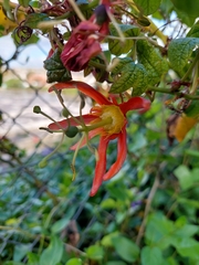 Passiflora cinnabarina