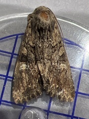 Mniotype occidentalis