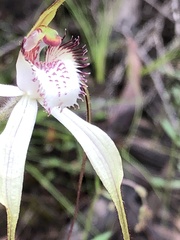 Caladenia venusta