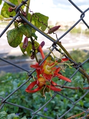 Passiflora cinnabarina