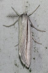 Doryodes tenuistriga