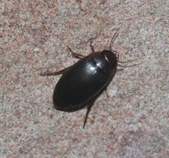 Copelatus chevrolati