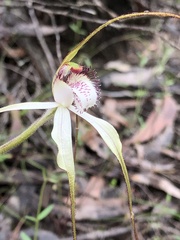 Caladenia venusta