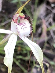 Caladenia venusta